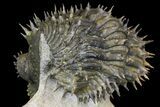 Bargain, Spiny, Enrolled Drotops Armatus Trilobite - long #161463-5
